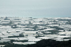 View of the greenhouses